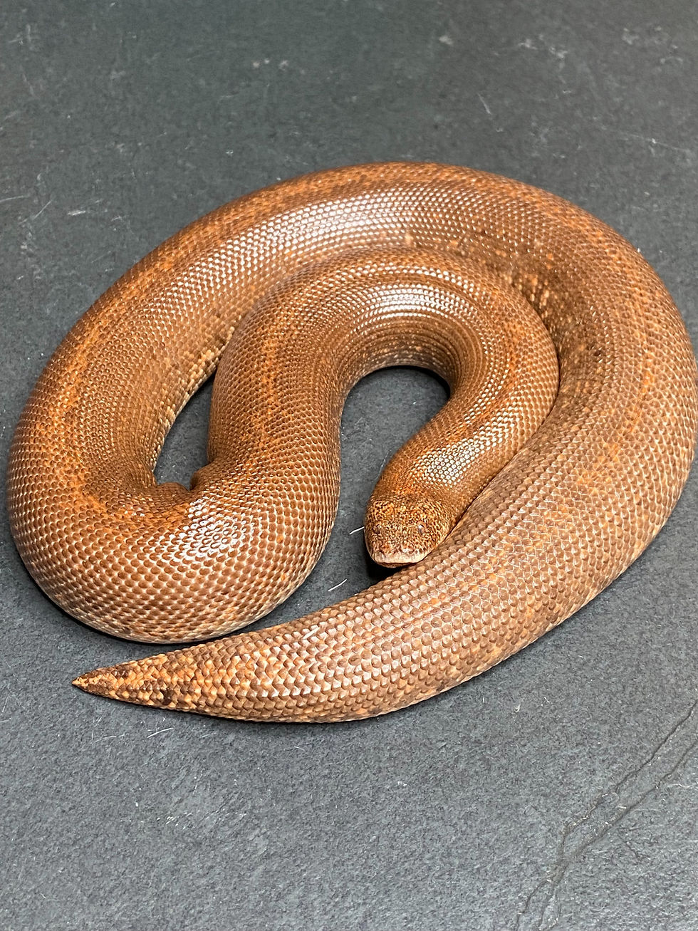 Kenyan Sand Boa (Adult Female - ID: 14M1F)