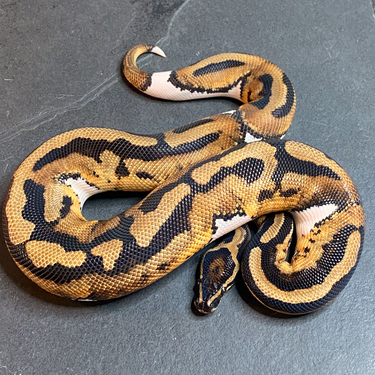 Pied Ball Python (Male ID: 24EK3M)