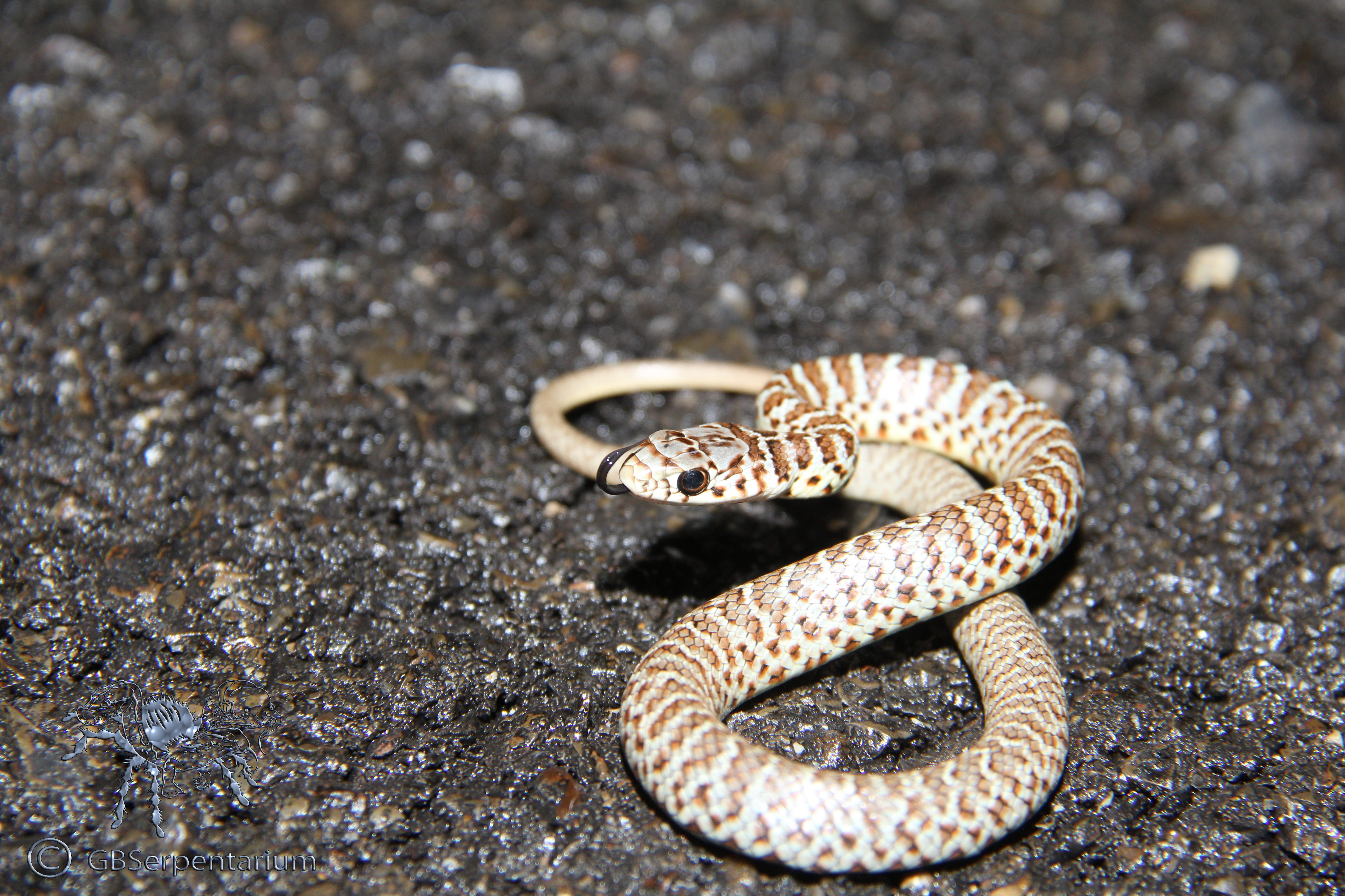 Coluber constrictor mormon