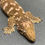 Thumbnail: Nuu Ana Leachianus Gecko (Female ID: 23GW1F)