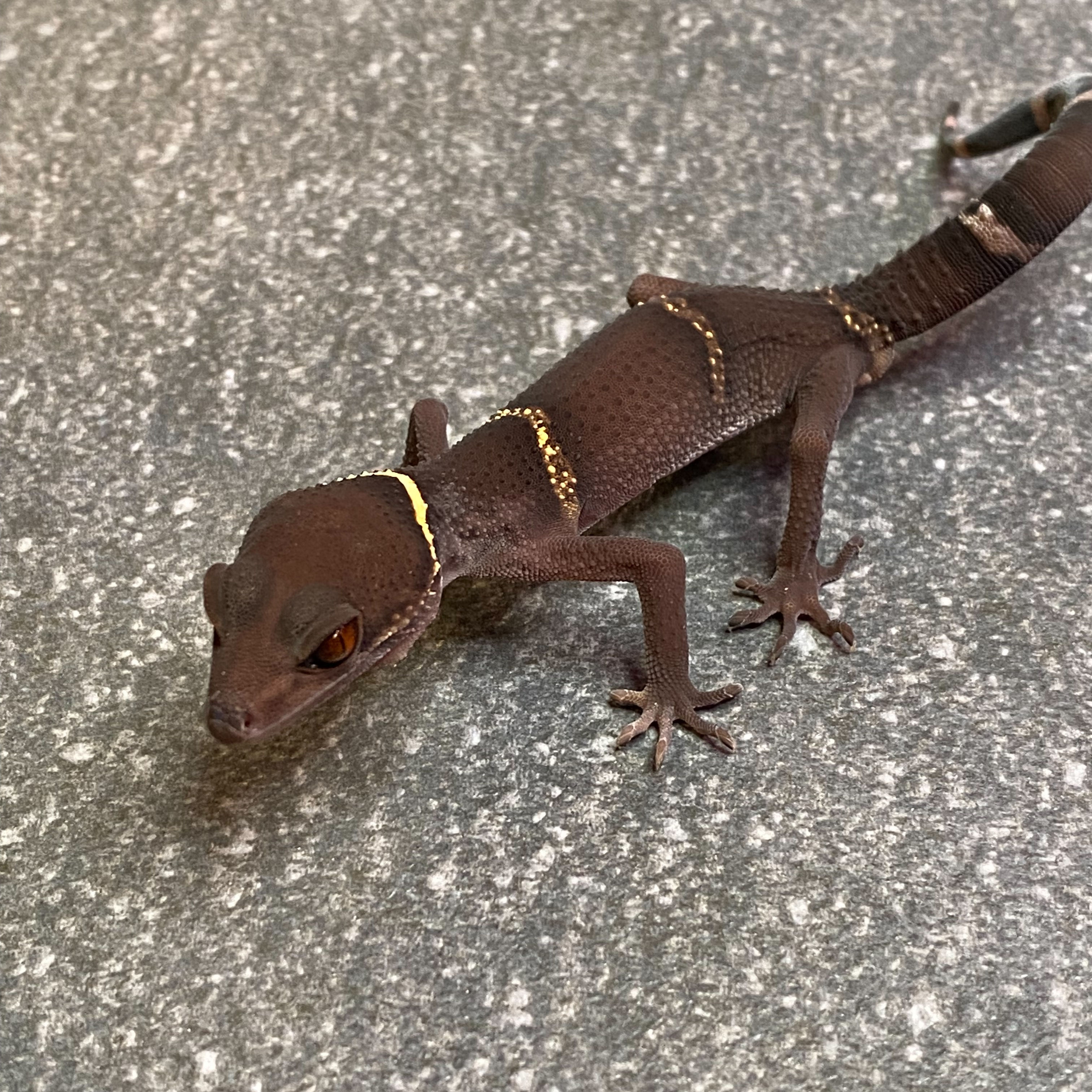 Lichtenfelder's Cave Gecko (Male ID: 24KB2M)*
