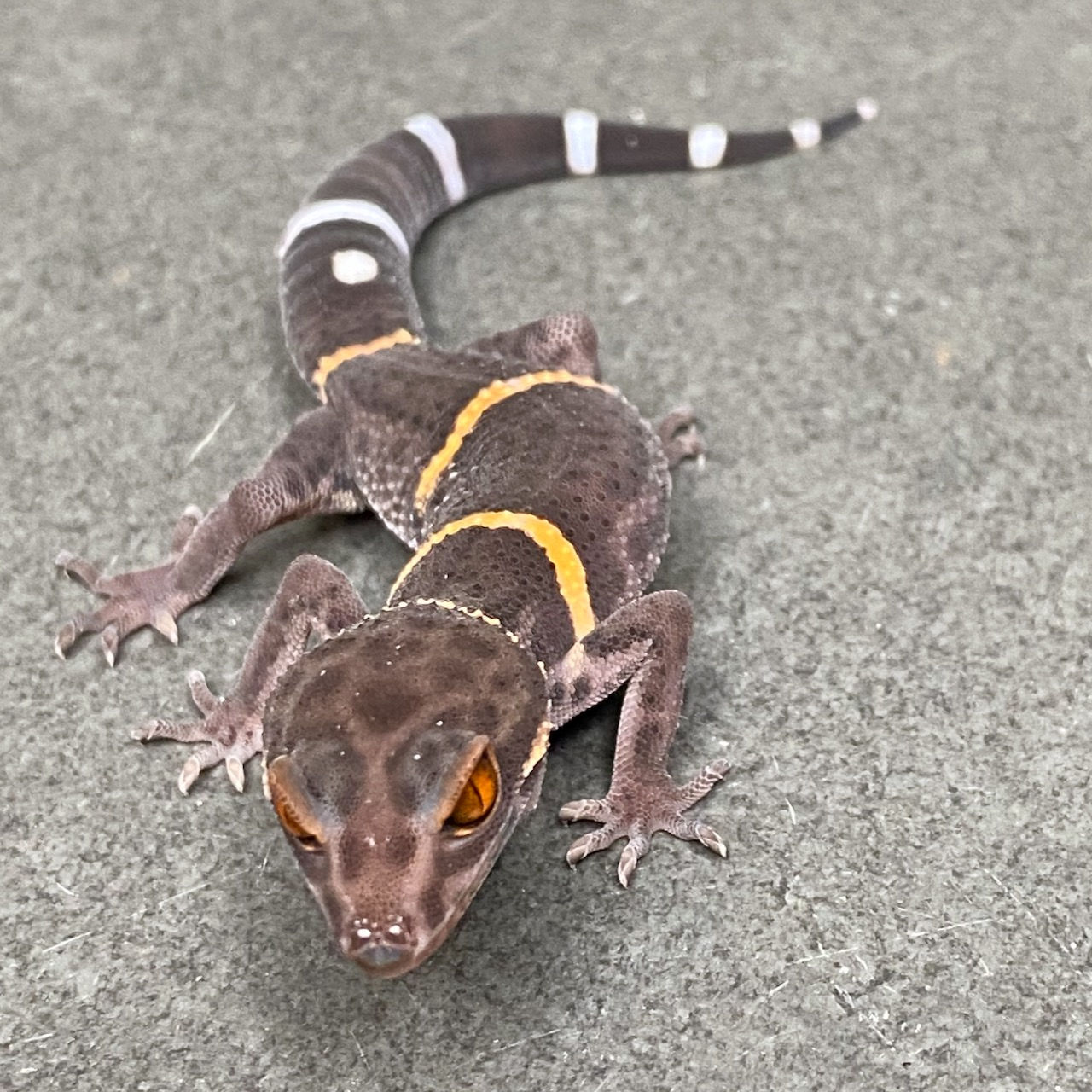 Chinese Cave Gecko (Male ID: 24DT1M)