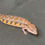 Thumbnail: Northern Blue Tongue Skink (ID: 25Q5)