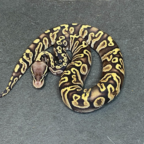 Pastel GHI Ball Python (Male ID 23FI7M) For Sale Captive Bred