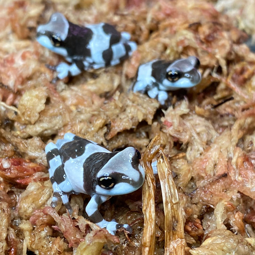 Amazon Milk Frogs - Trachycephalus sesinifictrix - 0.75-1