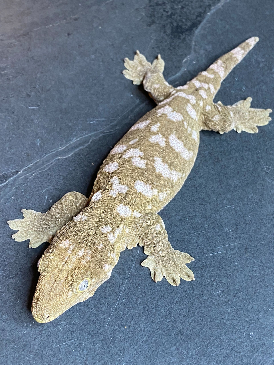 Thumbnail: Moro Leachianus Gecko (Female ID: 23GV2F)