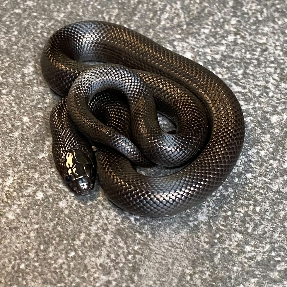 Thumbnail: Mexican Black Kingsnake (Female ID: 26BP4F)