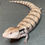 Thumbnail: Merauke Blue Tongue Skink (ID: 24CT11) - Captive Bred!