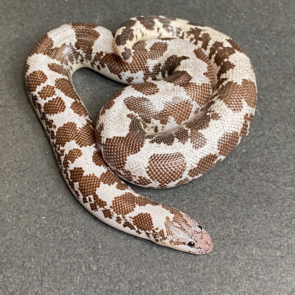 Anery X HRP Anery Kenyan Sand Boa (Male- ID:21IH7M)