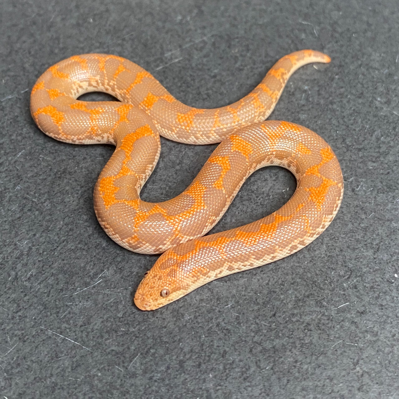 Albino Kenyan Sand Boa (Male - ID: 25HG1M)