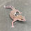 Thumbnail: Bawangling Cave Gecko (Female ID: 23GF1F)