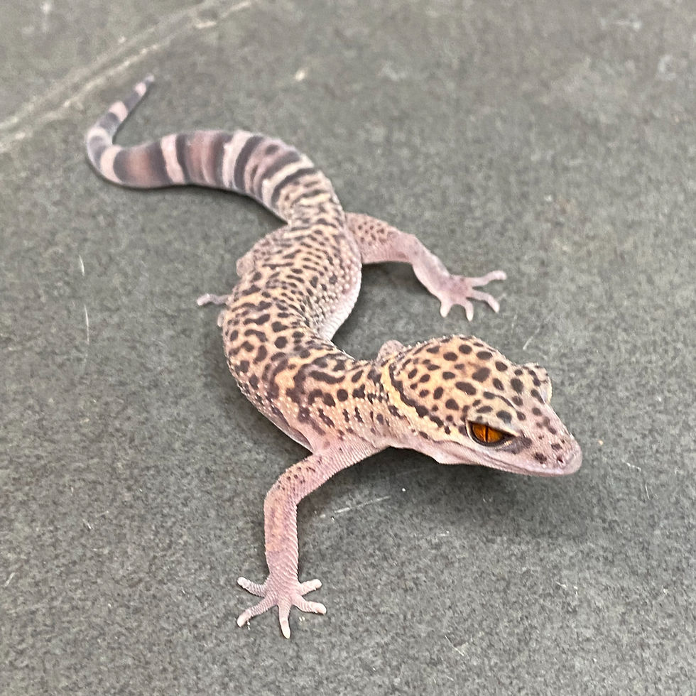 Thumbnail: Bawangling Cave Gecko (Female ID: 23GF1F)