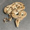 Thumbnail: Peruvian long-tail boa (B. c. longicauda - Female ID: 25DS16F)