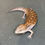 Thumbnail: Northern Blue Tongue Skink (ID: 25AE2)