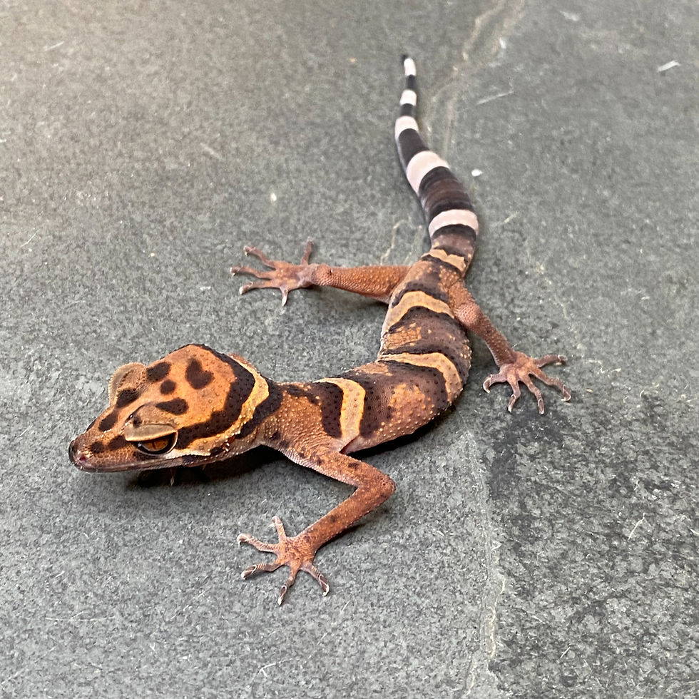Thumbnail: Vietnamese Cave Gecko (Goniurosaurus araneus - Male ID: 24FR2M)