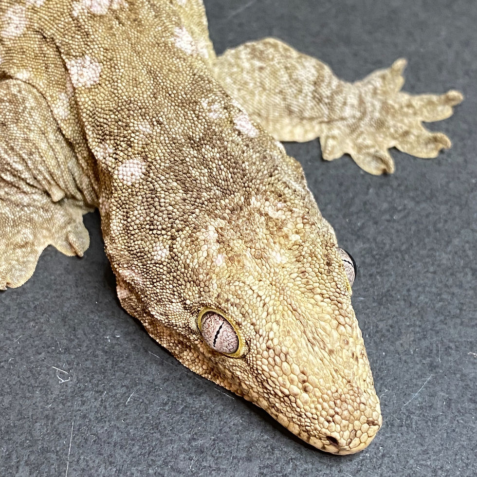 Thumbnail: Moro Leachianus Gecko (Female ID: 23IN1F)