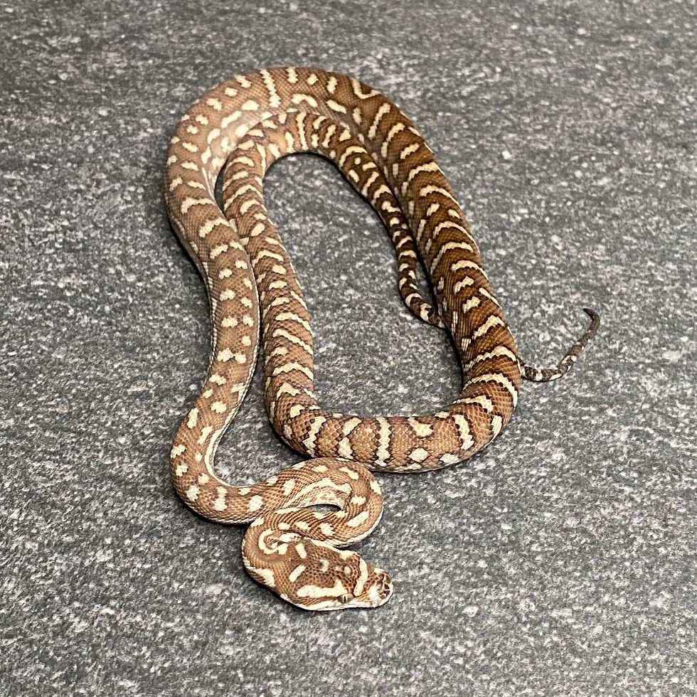 Thumbnail: Bredl's Python (Male - ID: 25EO4M)