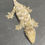Thumbnail: Moro Leachianus Gecko (Female ID: 23JA1F)
