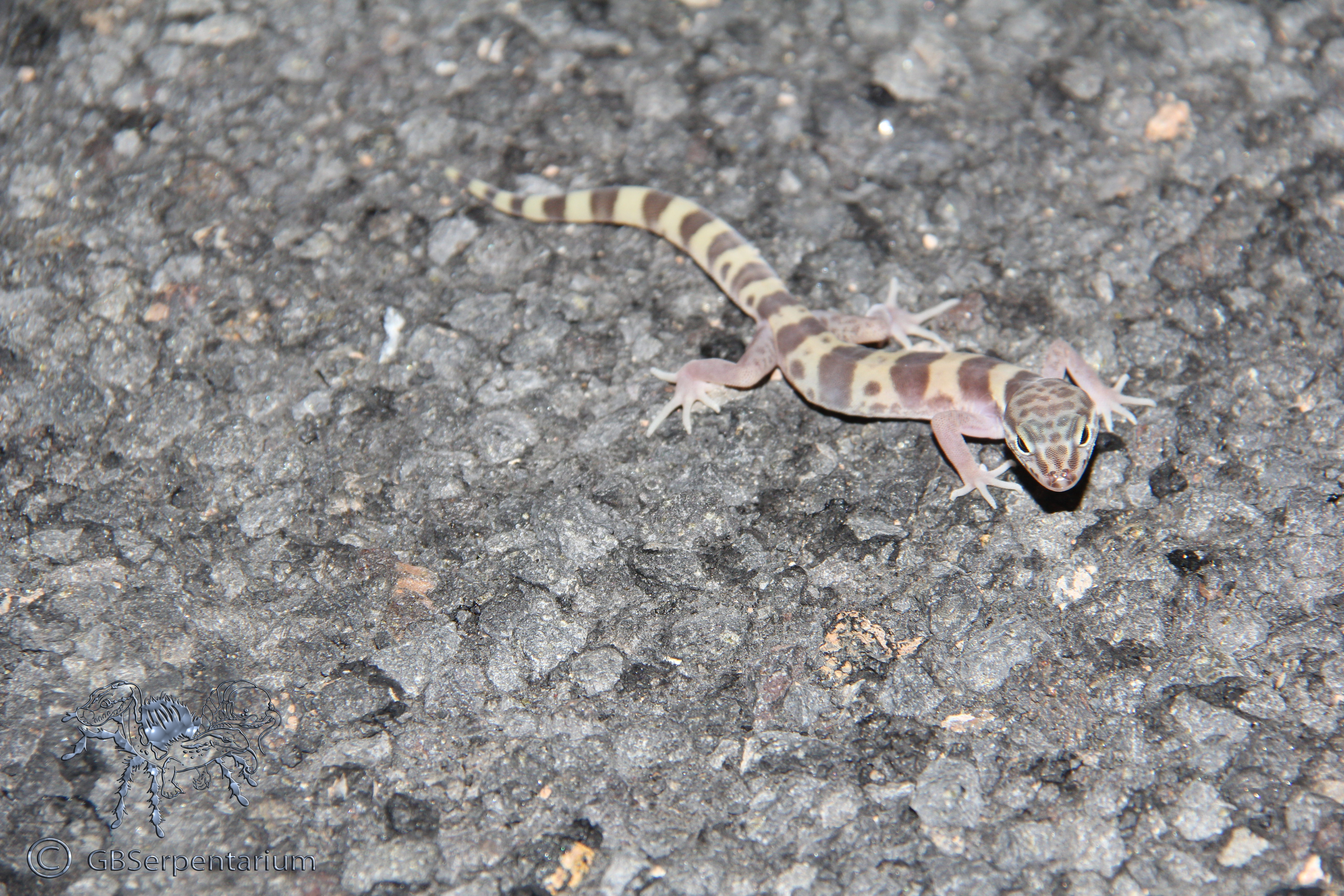 Coleonyx variegatus utahensis