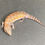 Thumbnail: Northern Blue Tongue Skink (ID: 25AE8)