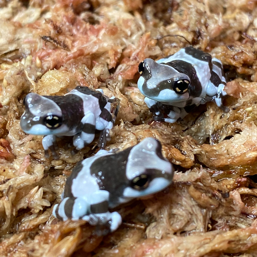 Thumbnail: Amazon Milk Frogs - Trachycephalus resinifictrix 0.75-1”