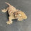 Thumbnail: Nuu Ana Leachianus Gecko (ID: 24EL1F)