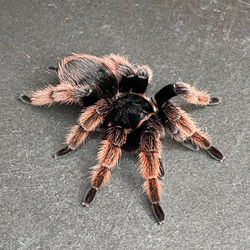 Brachypelma klaasi (Mature Female)