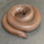 Eryx johni - ID:18CX2F - Indian Sand Boa Female