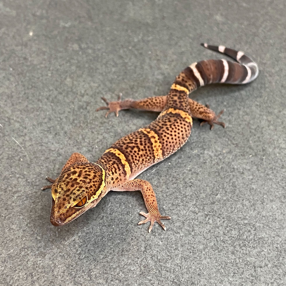 Thumbnail: Bawangling Cave Gecko (Female ID: 24DW1F)