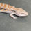 Thumbnail: Northern Blue Tongue Skink (ID: 25T12)