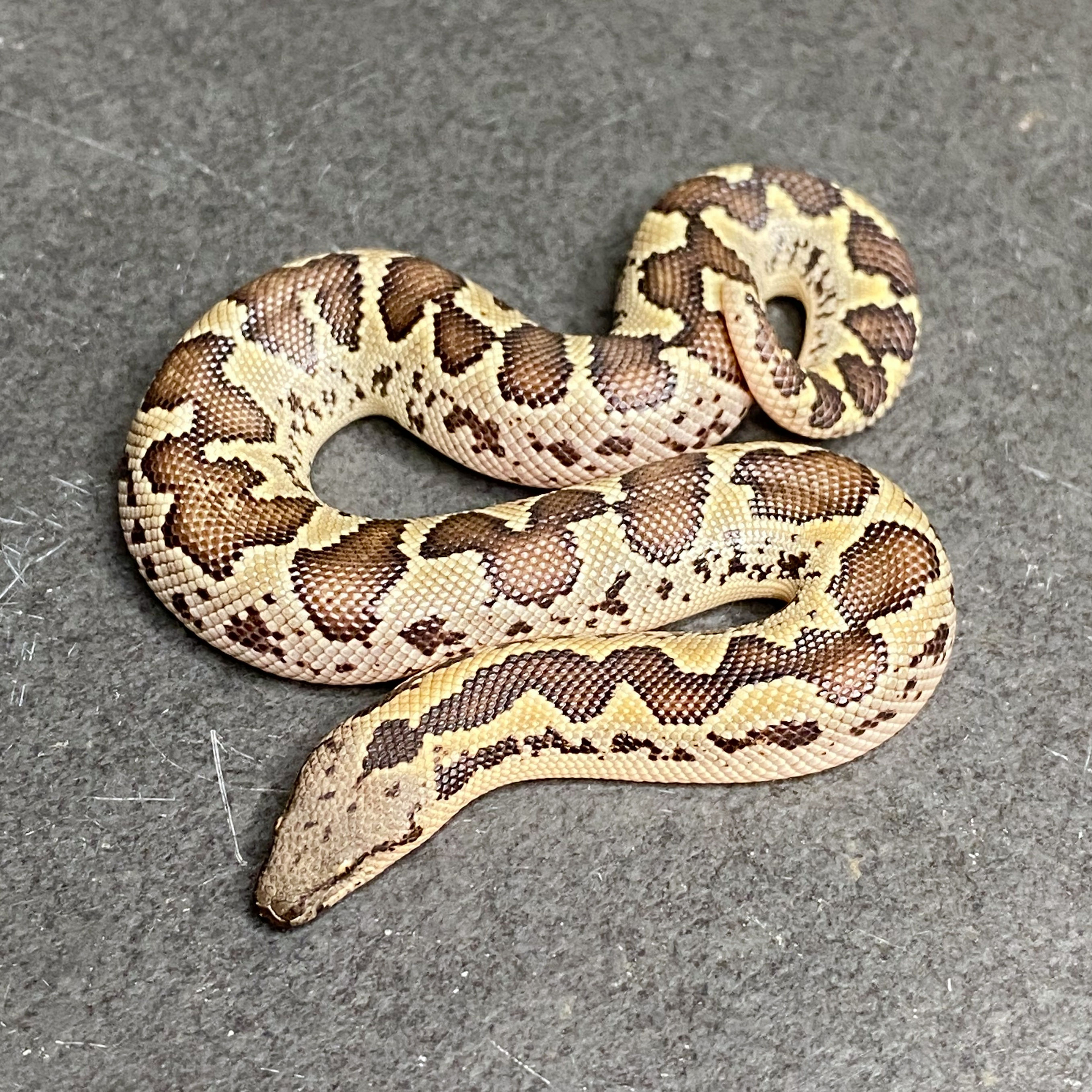 Rough-scaled Sand Boa (Female - ID: 25BA2F)