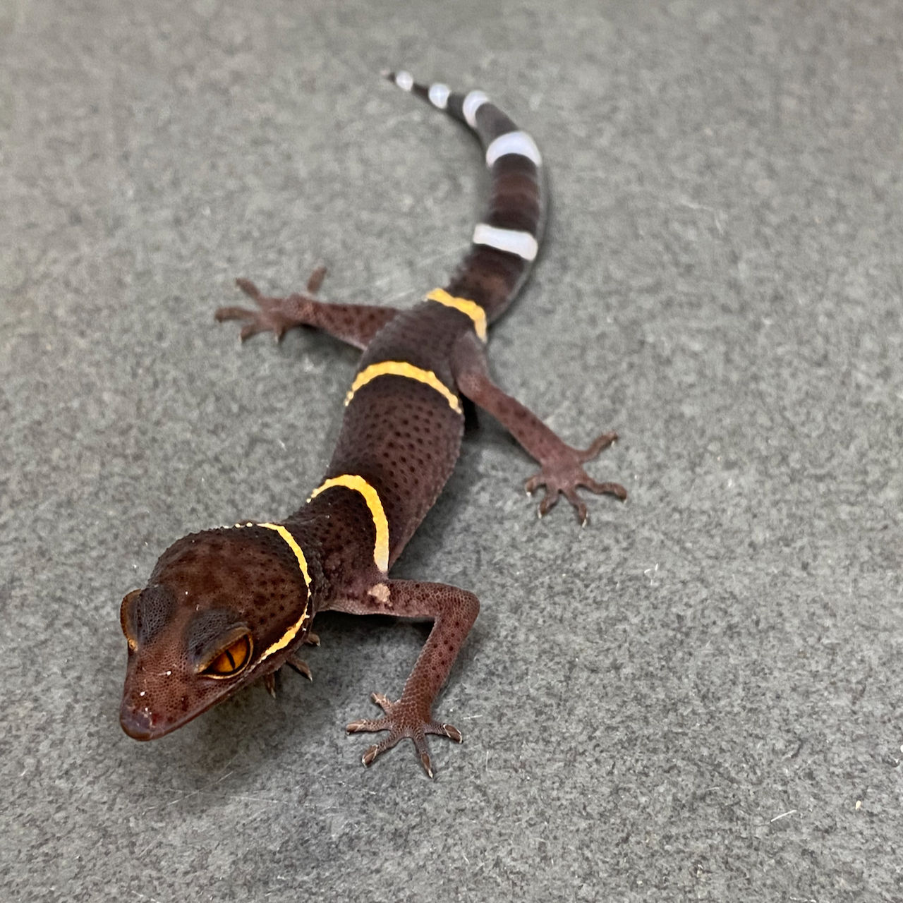 Chinese Cave Gecko (ID: 25AJ1)