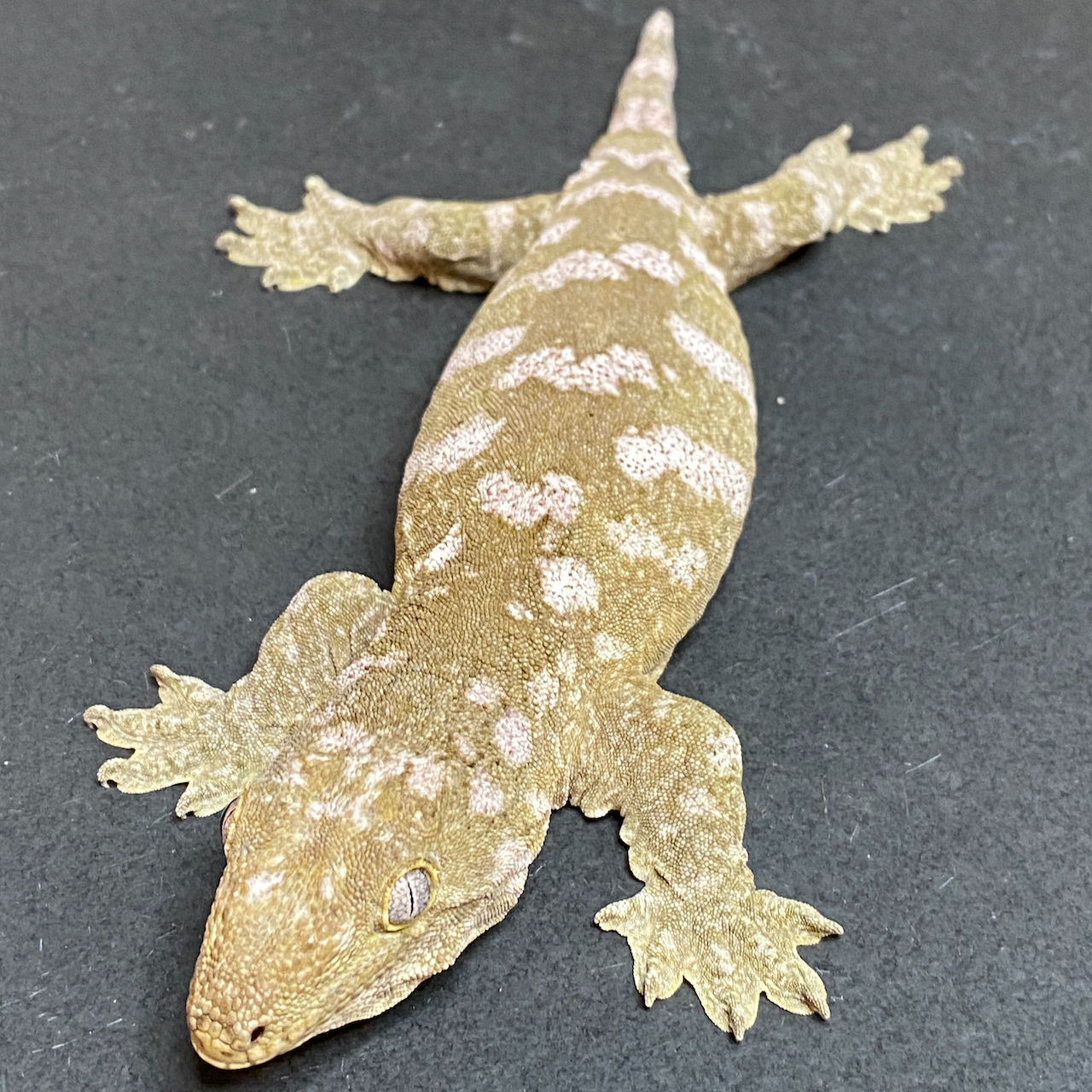 Moro Leachianus Gecko (Female ID: 23JA2F)