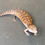Thumbnail: Northern Blue Tongue Skink (ID: 25AE2)