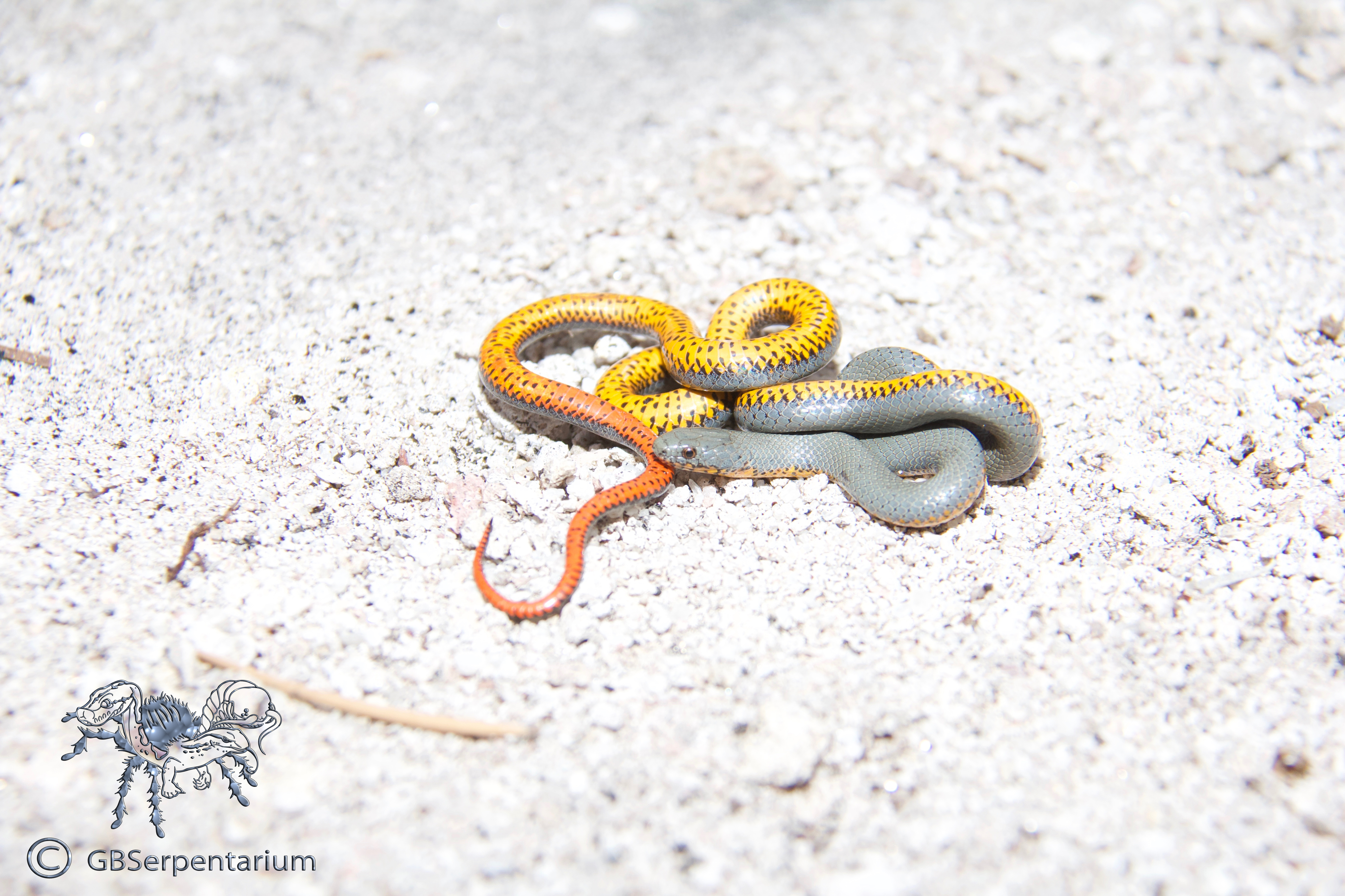 Diadophis punctatus regalis