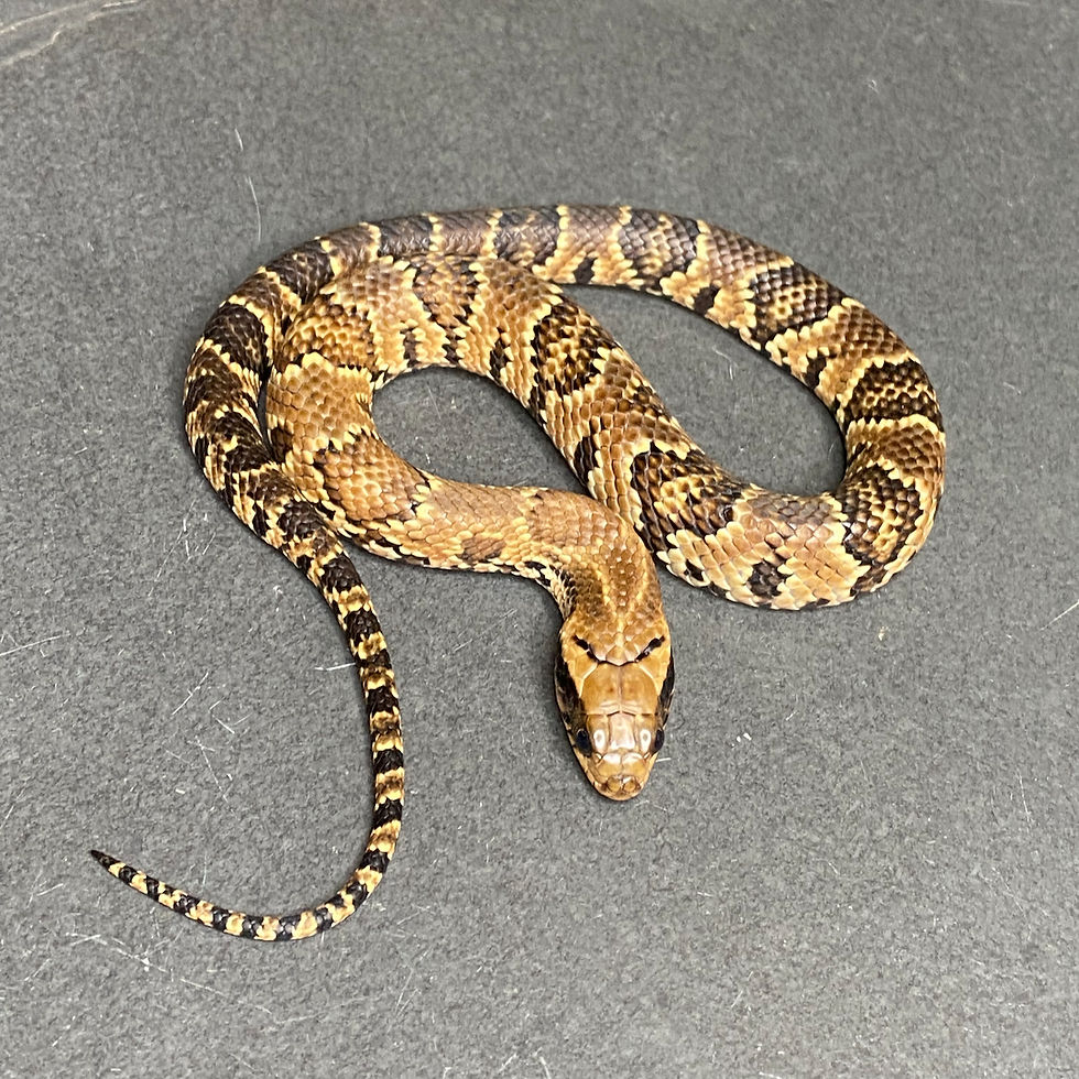 Thumbnail: False Water Cobra (Hydrodynastes gigas - Female ID: 25DM1F) - No Utah Sales