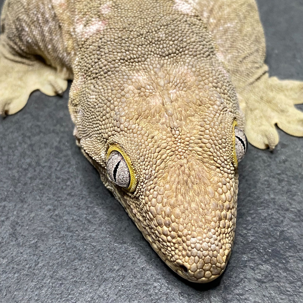 Thumbnail: Nuu Ana Leachianus Gecko (Female ID: 23GC1F)