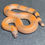 Thumbnail: Indian Sand Boa (Male - ID: 25CD2M)