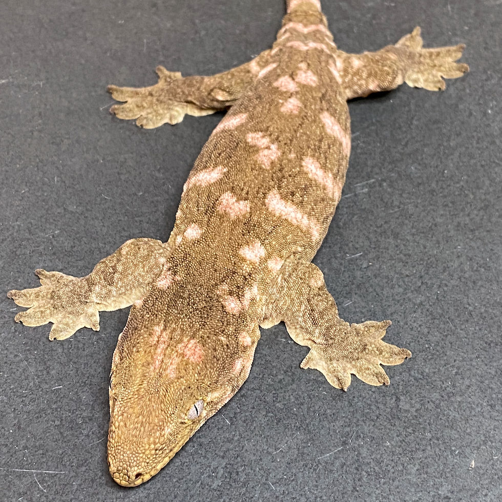 Thumbnail: Nuu Ana Leachianus Gecko (Female ID: 23IZ1F)