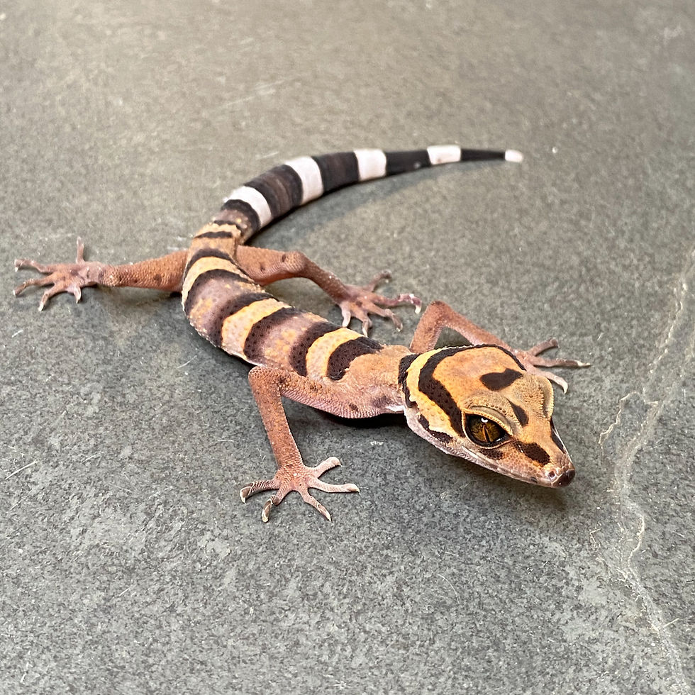 Vietnamese Cave Gecko (Goniurosaurus araneus - Male ID: 24HD2M)
