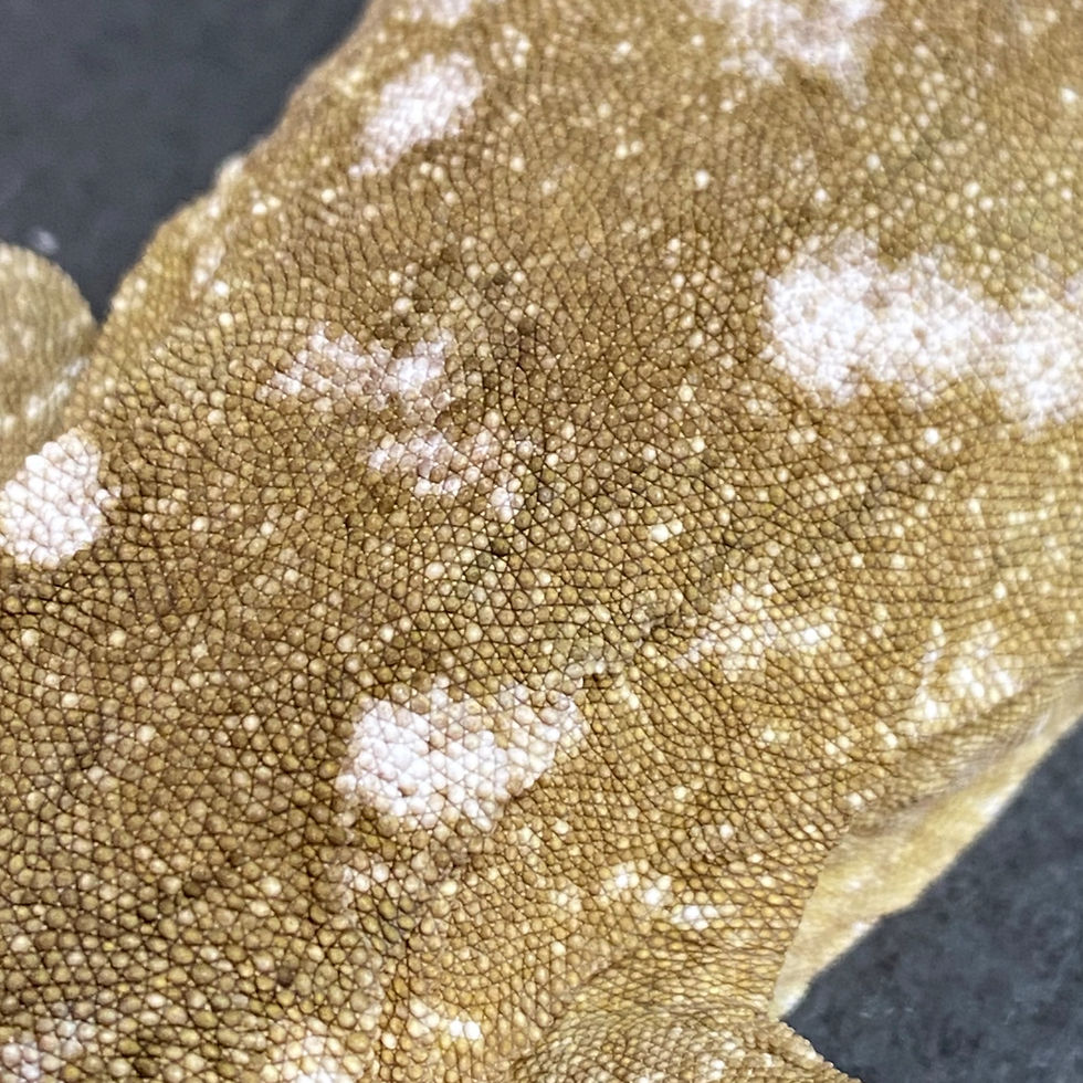 Thumbnail: Moro Leachianus Gecko (Female ID: 23IG1F)