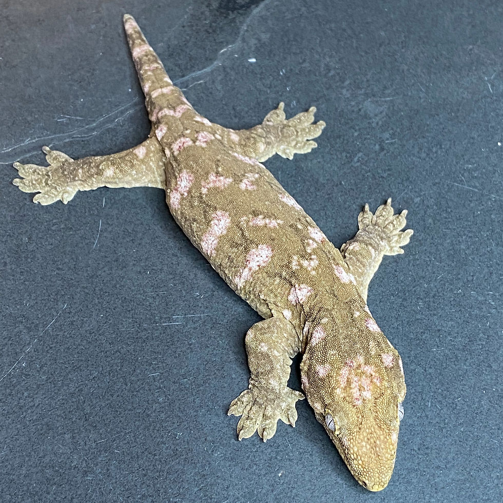 Thumbnail: Nuu Ana Leachianus Gecko (Female ID: 23IF1F)