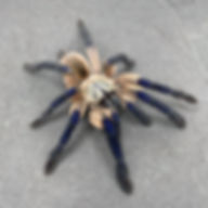 Monocentropus balfouri