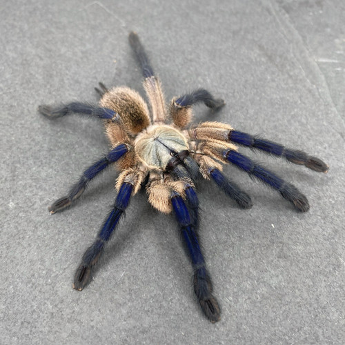 Monocentropus balfouri For Sale Captive Bred Great Basin Serpentarium