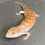Thumbnail: Northern Blue Tongue Skink (ID: 25AE3)
