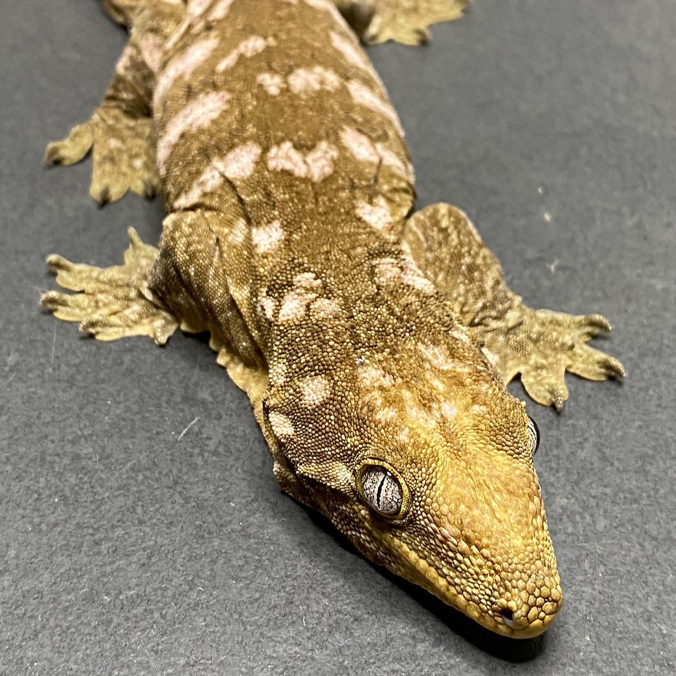 Thumbnail: Moro Leachianus Gecko (Female ID: 23FV1F)