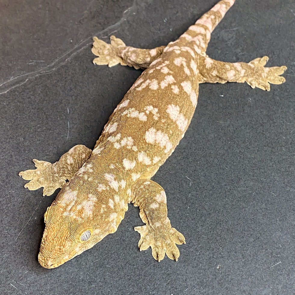Thumbnail: Moro Leachianus Gecko (Female ID: 23EV2F)