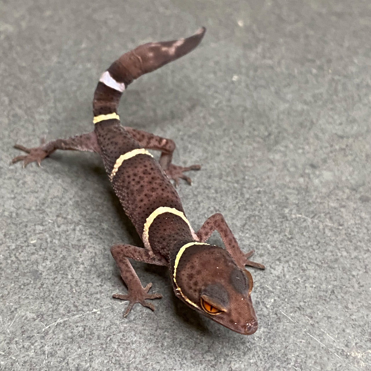 Chinese Cave Gecko (ID: 25AJ2) - Regrown Tail