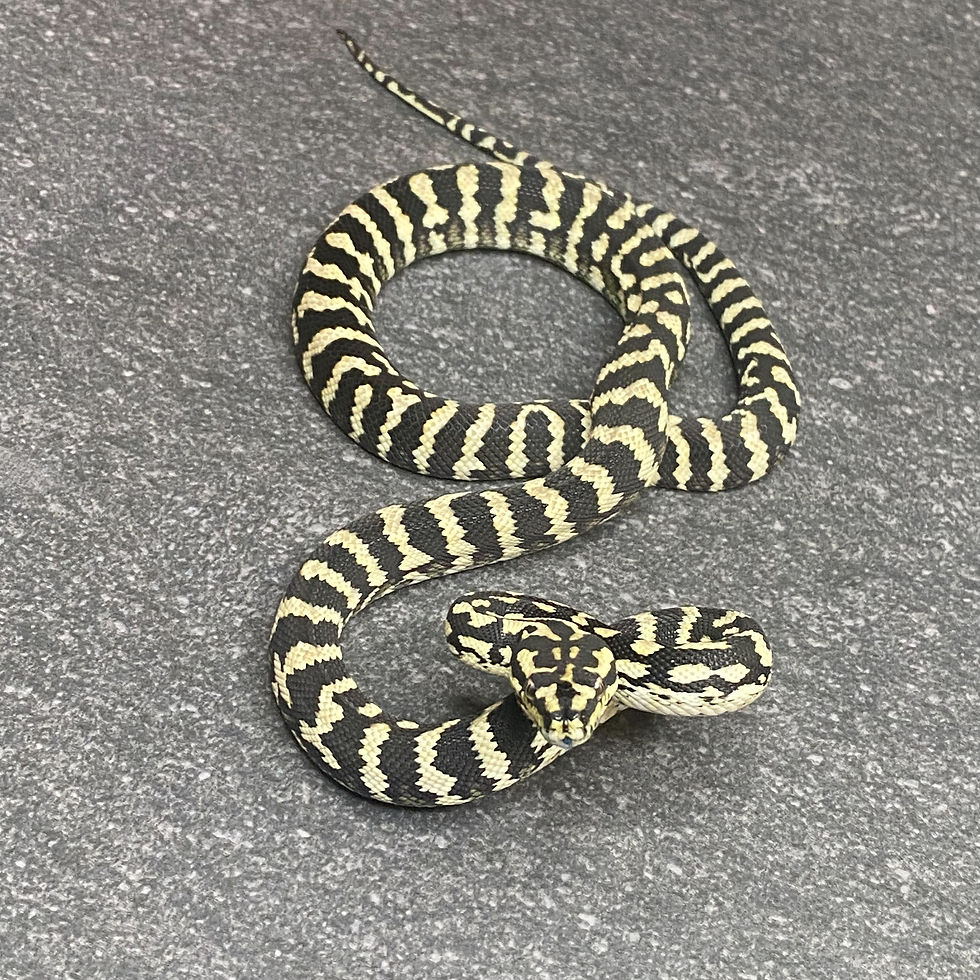 Thumbnail: Jungle Carpet Python (Female - ID: 25CJ14F)