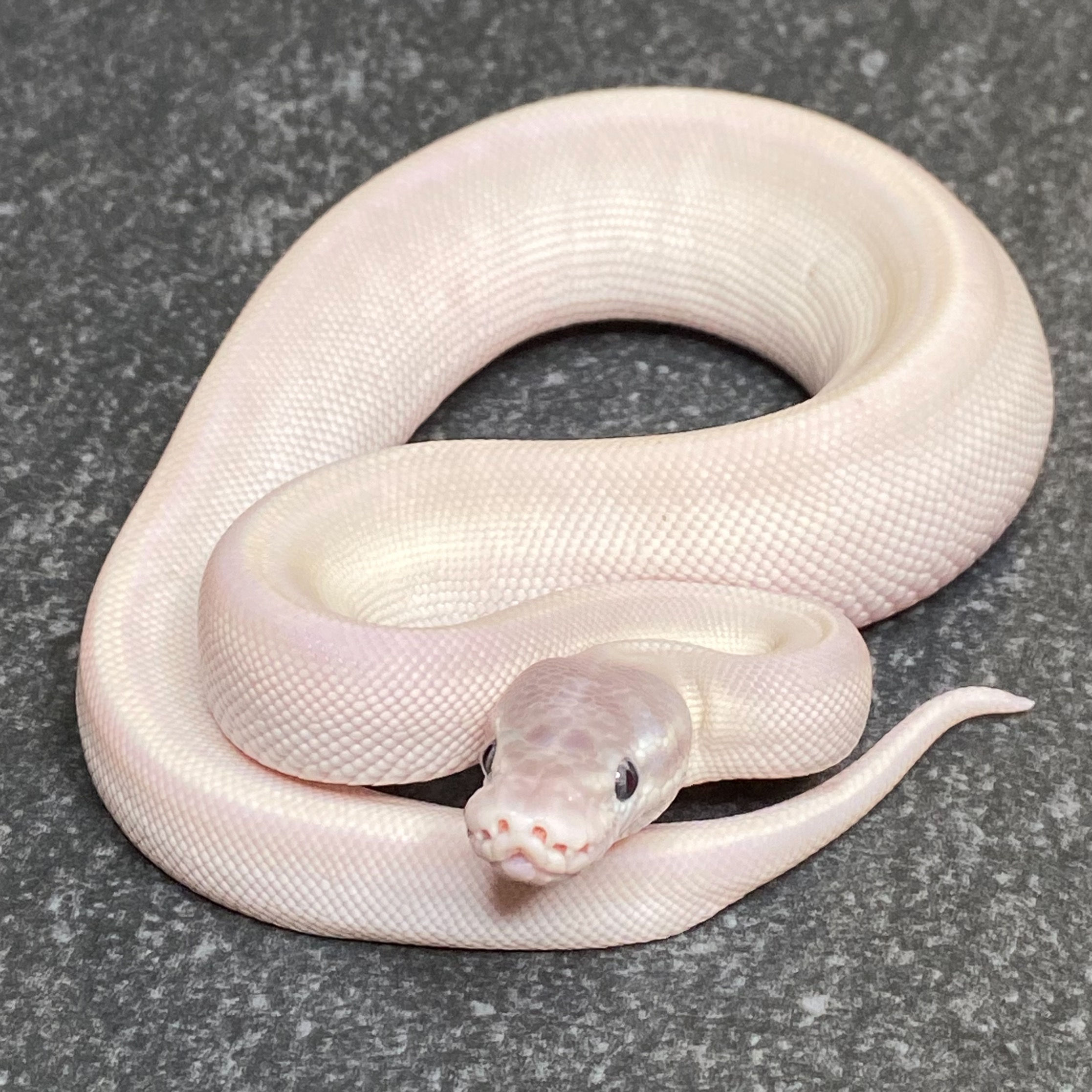 Blue Eyed Leucistic Ball Python (Male - ID: 26BC3M)